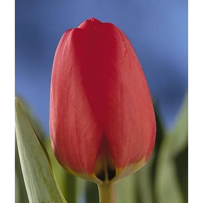 Красный тюльпан сорта Аплдорн на фоне зелени