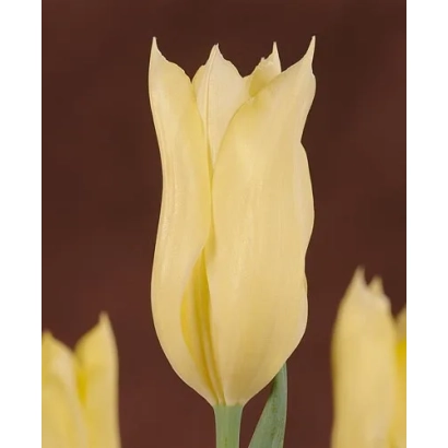 Желтый тюльпан на темном фоне - Эприл Мун