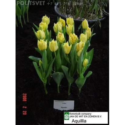 Желтые тюльпаны сорта Аквилла на черном фоне с этикеткой Aquilla
