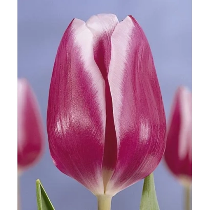 Тюльпан сорта Арабиан Леди на фиолетовом фоне