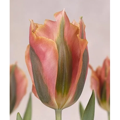 Тюльпан сорта Артист | Artist