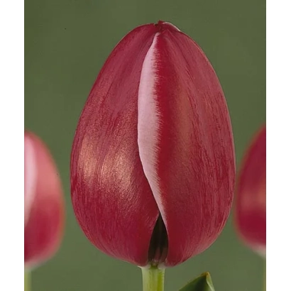 Красный тюльпан сорта Астартэ на зелёном фоне