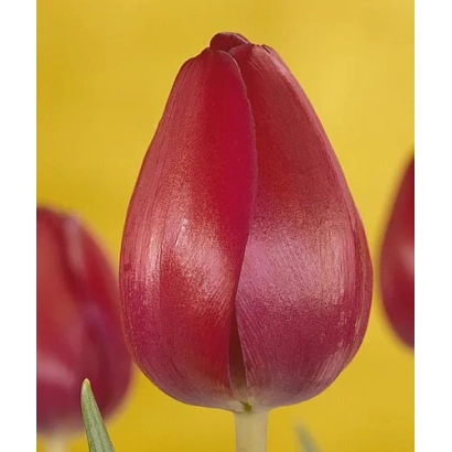 Красный тюльпан Аттила Граффити на желтом фоне