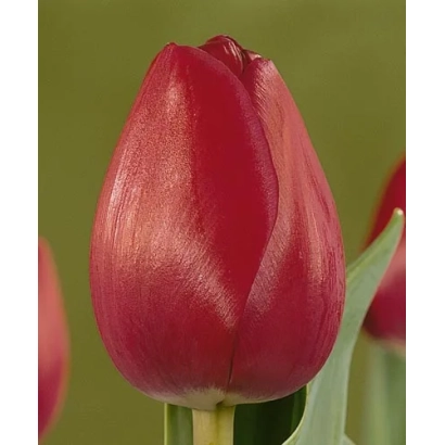 Красный тюльпан сорта Аттила'с Элит на зелёном фоне