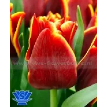 Красные тюльпаны на фоне зелени - Аукланд