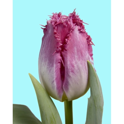 Тюльпан сорта Auxerre на светло-голубом фоне - Ауxэррэ