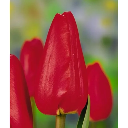 Красный тюльпан на зелёном фоне - Авенью