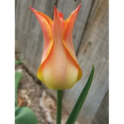 Одиночный тюльпан оранжево-желтого цвета на фоне деревянного забора. - Баллада Оранж