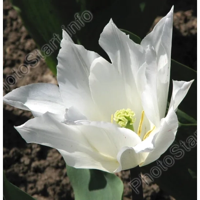 Белый тюльпан Баллада Вайт на темном фоне