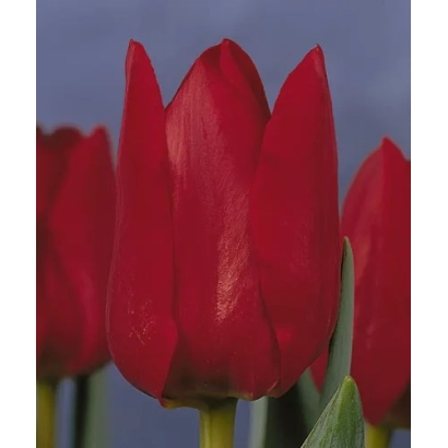 Красные тюльпаны на фоне неба - Бастогнэ
