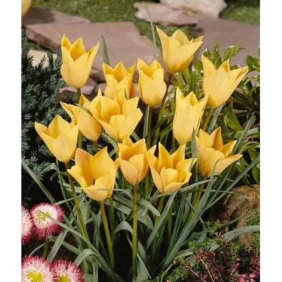 Желтые тюльпаны в цветнике - баталинии 'Бронзэ Чарм'