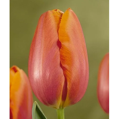 Тюльпан сорта Батавиа на зелёном фоне