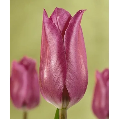Tulip variety Blue Bell on green background