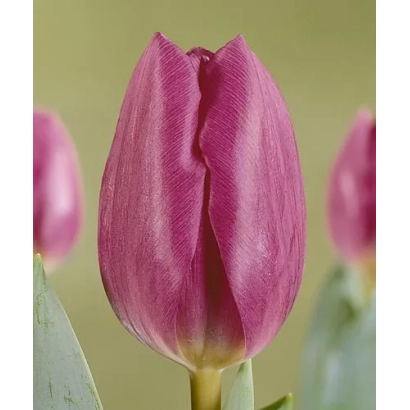 Тюльпан сорта Блу Чемпион на зелёном фоне