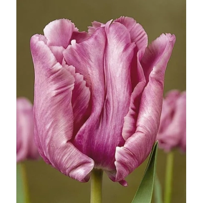 Тюльпан сорта Блу Паррот на фоне зелени