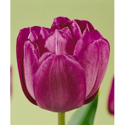 Тюльпан сорту Блу Спектакль на зеленому фоні