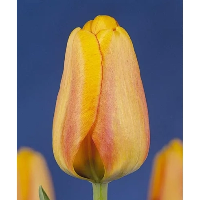 Тюльпан сорту Блушинг Апелдоорн на синьому фоні