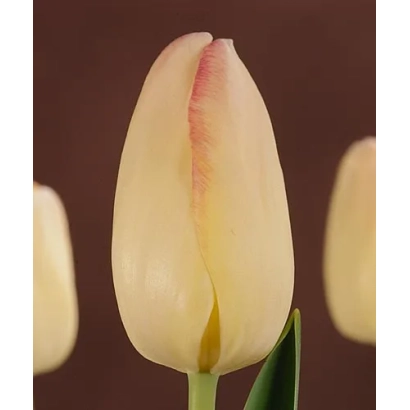 Тюльпан сорта Blushing Bride на темном фоне - Блушинг Бридж