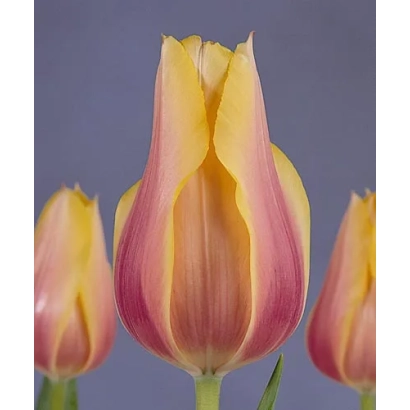 Тюльпаны сорта Блушинг Лади на фиолетовом фоне