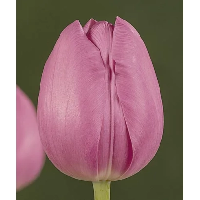 Розовый тюльпан на зелёном фоне - Боччерини