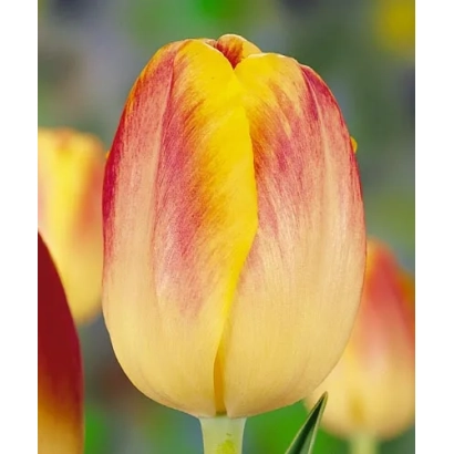 Тюльпан с красно-желтыми лепестками на фоне других цветов - Бодигуард