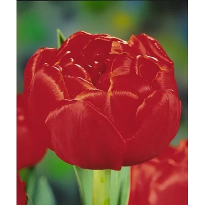 Крупний план червоної тюльпани сорту Брунело - Брунелло
