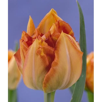 Тюльпан помаранчево-жовтого кольору на фоні синього неба - Бруно Лілефорс