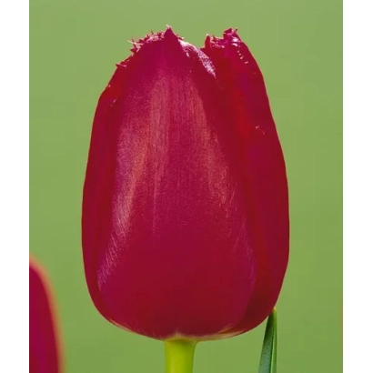 Крупный план красного тюльпана на зелёном фоне - Бургунди Лейс