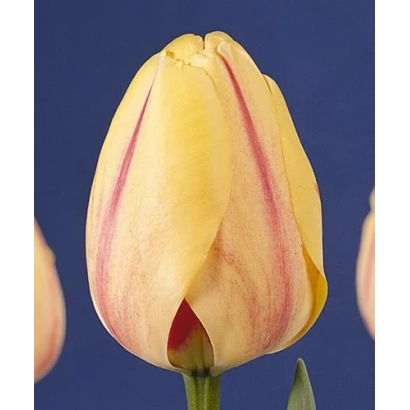 Желтый тюльпан с розовыми полосами на синем фоне - Бурнинг Хеарт