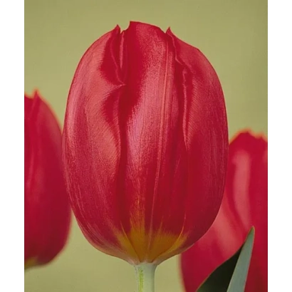 Красный тюльпан сорта Бурнинг Ловэ на зелёном фоне