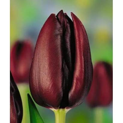 Тюльпан сорту Каф Нуар на тлі інших квітів