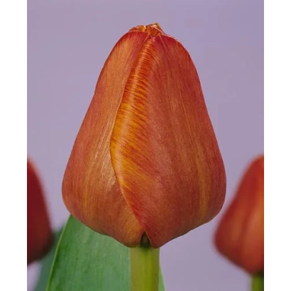 Тюльпан сорту Каїр на фіолетовому фоні