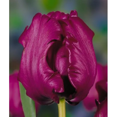 Тюльпан сорта Каланд | Caland