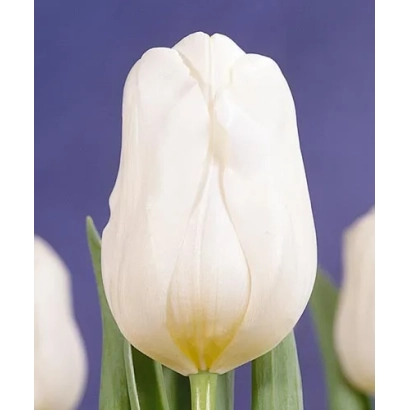 Белый тюльпан на фиолетовом фоне - Калгари