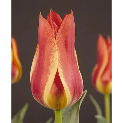 Тюльпан сорта California Sun на темном фоне - Калифорния Сан