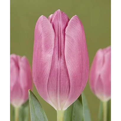 Розовый тюльпан на фоне других цветов - Калиста