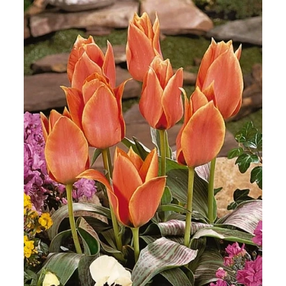 Помаранчеві тюльпани на фоні каменів та інших квітів - Каліпсо