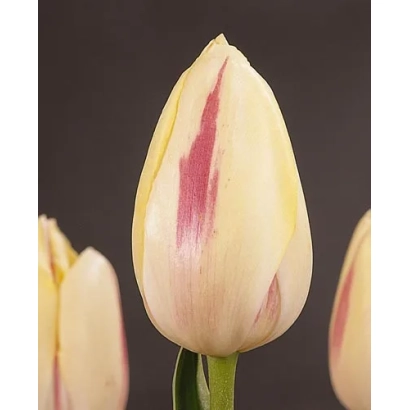 Тюльпан Камаргуе на темном фоне