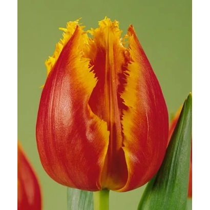Крупный план красного тюльпана с желтыми краями лепестков на зеленом фоне - Канари
