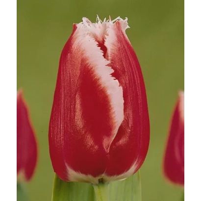 Красный тюльпан с белой каймой на зеленом фоне - Канаста