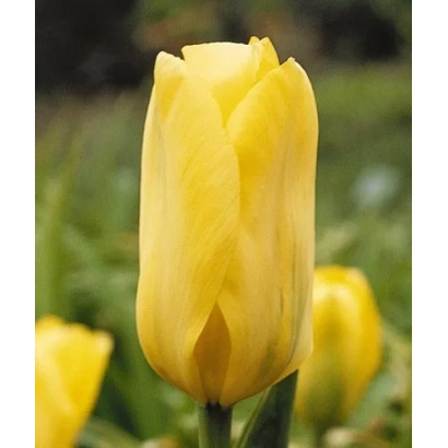 Желтый тюльпан на фоне зелени - Кандэла