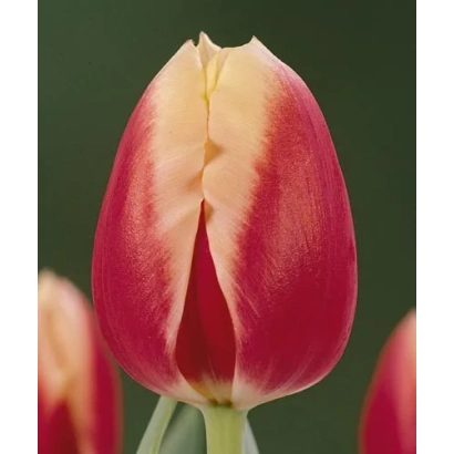 Тюльпан Кэндллайт с красно-желтыми лепестками на темном фоне