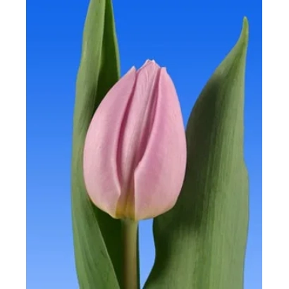 Розовый тюльпан на синем фоне - Кэнди Принц