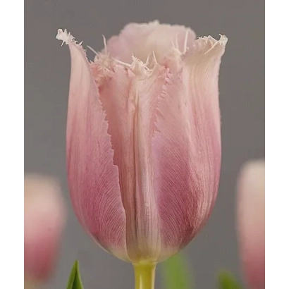 Рожевий тюльпан сорту Канова на сірому фоні