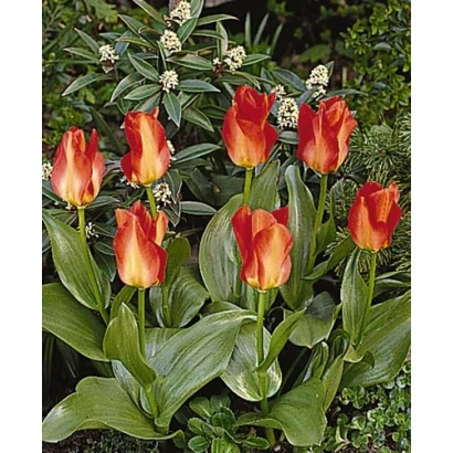 Червоно-помаранчеві тюльпани сорту Кантата на фоні зелені
