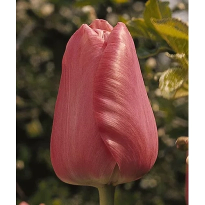 Рожевий тюльпан на фоні зелені - Кантор