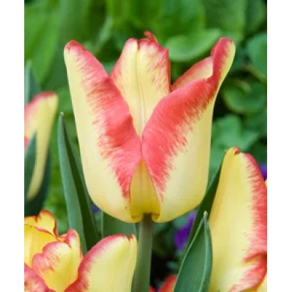Тюльпаны сорта Кейп Таун с красно-желтыми лепестками на фоне зелени