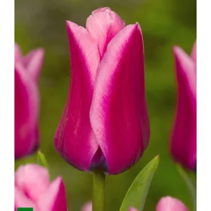 Tulips variety Capri Dream in a field