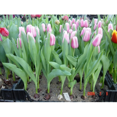 Тюльпаны сорта Капри Стрипэд в горшках на грядке