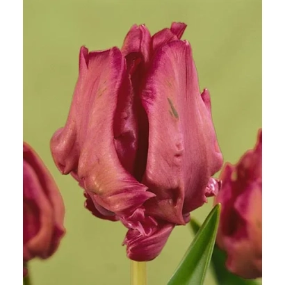 Tulips variety Kapriz on green background